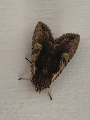 Lithophane hemina
