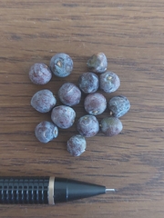 Juniperus angosturana