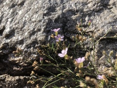 Psammophiliella muralis