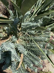 Euphorbia rigida