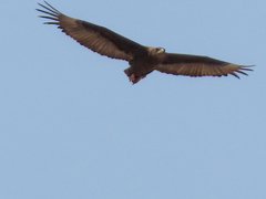 Terathopius ecaudatus