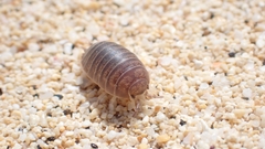 Leptotrichus panzerii