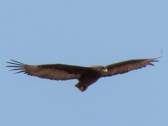 Terathopius ecaudatus