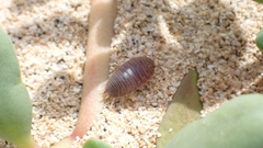 Leptotrichus panzerii