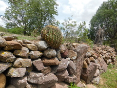 Ferocactus histrix