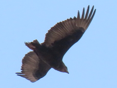 Terathopius ecaudatus