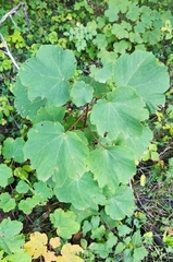 Acer opalus