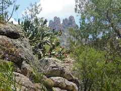 Ferocactus histrix