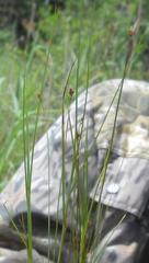 Carex chordorrhiza