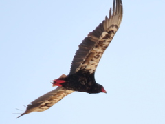 Terathopius ecaudatus