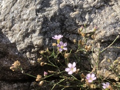 Psammophiliella muralis