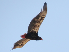 Terathopius ecaudatus