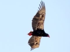 Terathopius ecaudatus