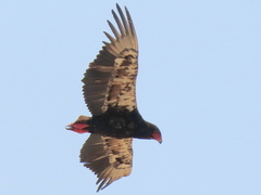 Terathopius ecaudatus