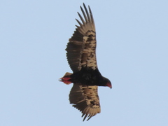 Terathopius ecaudatus