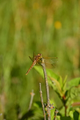 Sympetrum madidum