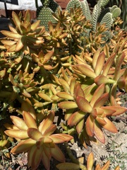 Sedum adolphi