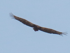 Terathopius ecaudatus