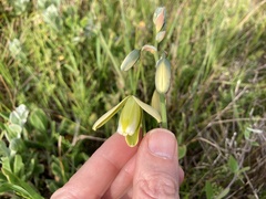 Albuca
