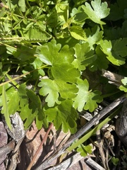Ranunculus sceleratus