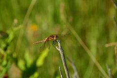 Sympetrum madidum
