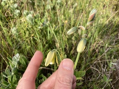 Albuca