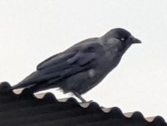 Corvus monedula