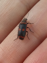 Astylus cyanerythrus