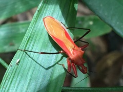Zelurus obscuricornis