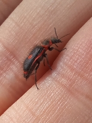 Astylus cyanerythrus