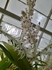 Mycaranthes vanoverberghii