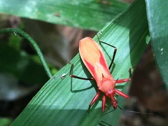 Zelurus obscuricornis