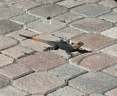Agama picticauda