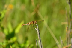 Sympetrum madidum