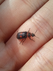 Astylus cyanerythrus