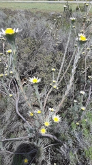 Leucadendron verticillatum