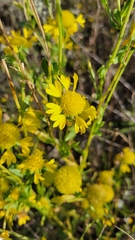 Gaillardia aestivalis