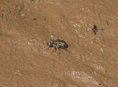 Cicindela duodecimguttata