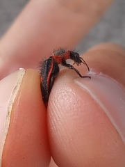 Astylus cyanerythrus