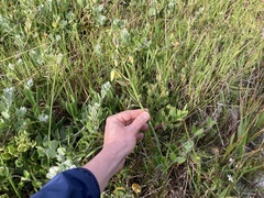 Albuca
