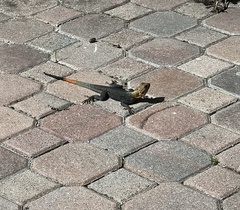 Agama picticauda