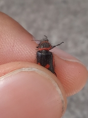 Astylus cyanerythrus