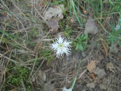 Dianthus arenarius