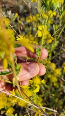 Gaillardia aestivalis