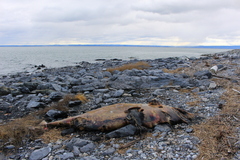 Delphinapterus leucas