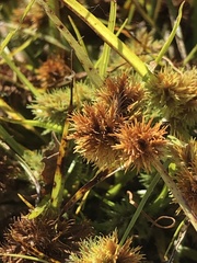 Cyperus acuminatus