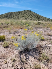 Senecio flaccidus flaccidus