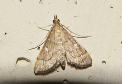 Dolicharthria punctalis