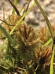 Cyperus acuminatus