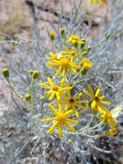Senecio flaccidus flaccidus